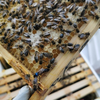 Dark AMM honeybee queen Bacton bees
